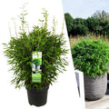 Fargesia murieliae Moontears Boobux – Bambus – immergrün & winterhart – nicht invasiv – Ø29cm – ↕70cm Höhe – ideal für Garten, Terrasse & Hecken – Plant