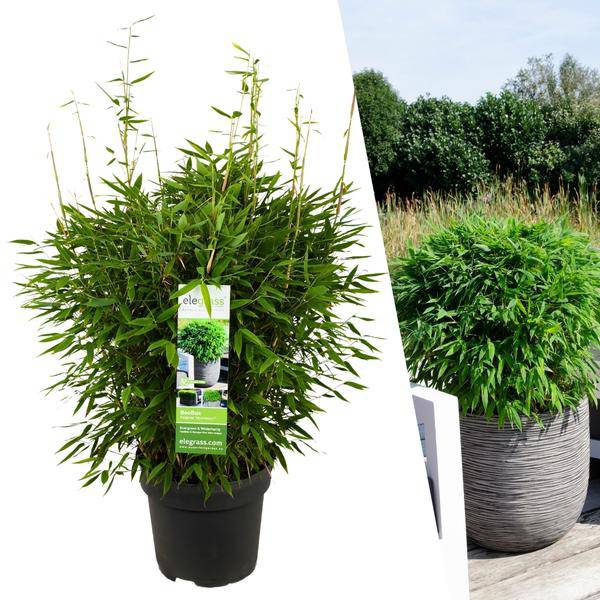 Fargesia murieliae Moontears Boobux – Bambus – immergrün & winterhart – nicht invasiv – Ø29cm – ↕70cm Höhe – ideal für Garten, Terrasse & Hecken – Plant