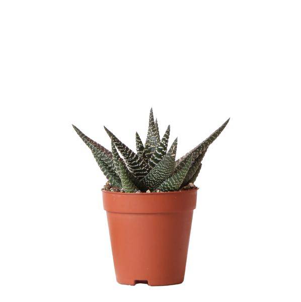 Sukkulente Haworthia Royal Highness – Grüne & Weiße Zimmerpflanze – Ø9cm – Pflegeleicht & Robust – Ideal für helle Standorte – Plant