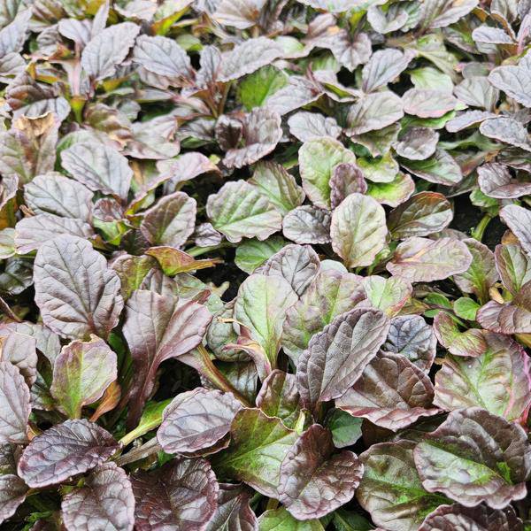 Kriechender Günsel Ajuga reptans – ↕10-25cm – Ø9cm – Bodendecker – Halbschatten & Schatten – Blühend & pflegeleicht – Plant