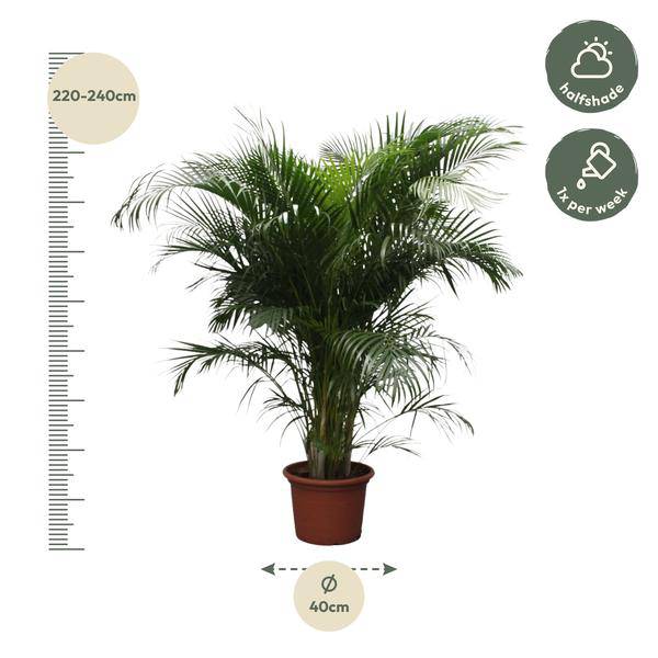 Goldfruchtpalme Dypsis Lutescens Zimmerpflanze Ø40cm ↕230cm – tropische Grünpflanze für Wohnzimmer, Büro & helle Standorte kaufen – Plant