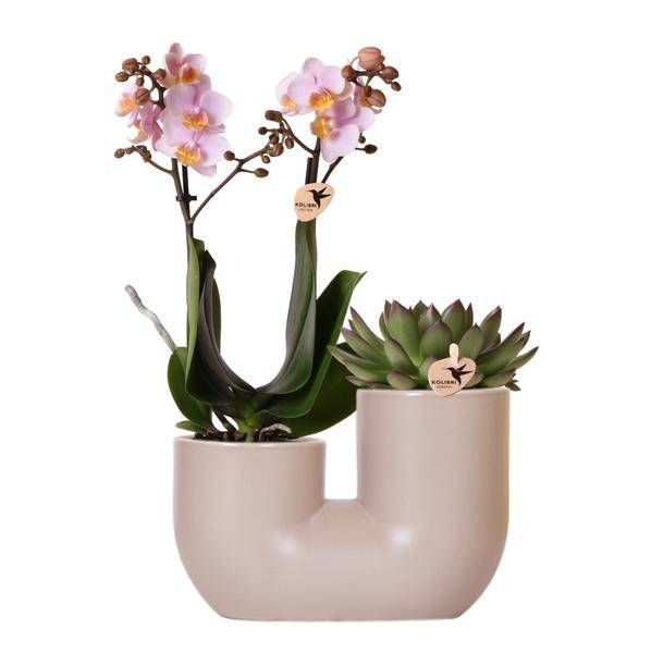 Rosa Orchidee Andorra & Sukkulente Set Zimmerpflanze Ø9cm – pflegeleichte Sukkulente für Wohnzimmer, Büro & helle Standorte kaufen – Plant