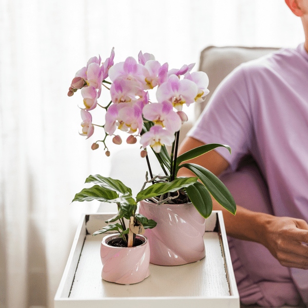 Calathea – Korbmarante – Zimmerpflanze Ø6cm – Luftreinigende tropische Blattschmuckpflanze mit auffälligem Blattmuster – Plant