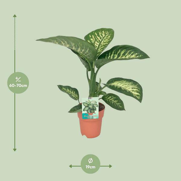 Dieffenbachia seguine Tropic Snow – Zimmerpflanze – Ø19cm – ↕70cm – immergrüne Blattschmuckpflanze mit gemusterten Blättern – Plant