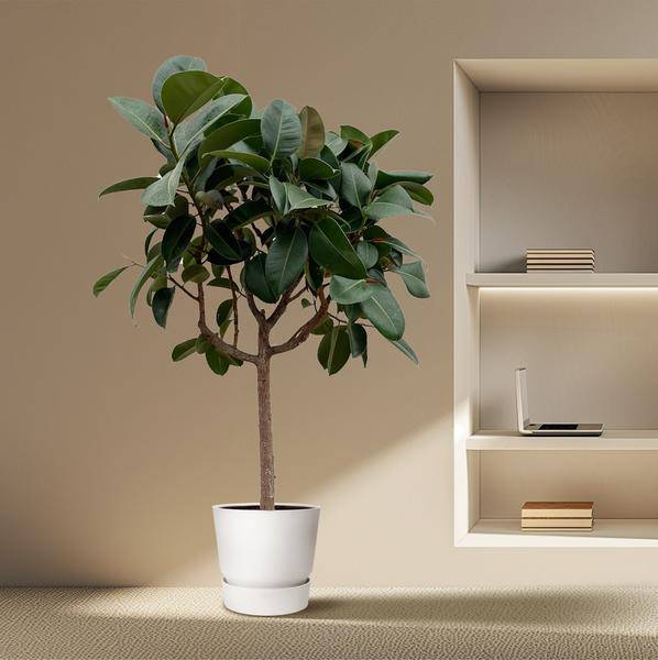Gummibaum Ficus Elastica Robusta Zimmerpflanze Ø40cm ↕170cm – pflegeleichte Grünpflanze für Wohnzimmer, Büro & helle Standorte kaufen – Plant