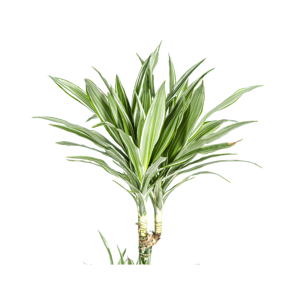 Drachenbaum Dracaena Deremensis White Stripe Zimmerpflanze Ø27cm ↕180cm – pflegeleichte Grünpflanze für Wohnzimmer, Büro & helle Standorte kaufen – Plant