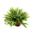 Nephrolepis Boston Green – Bostonfarn – Zimmerpflanze – Ø12cm – ↕20cm – Luftreinigende Hängepflanze für Innenräume – Plant
