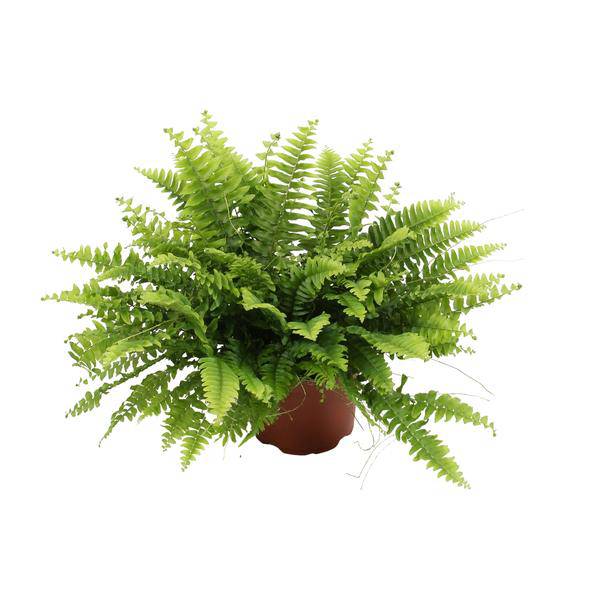 Nephrolepis Boston Green – Bostonfarn – Zimmerpflanze – Ø12cm – ↕20cm – Luftreinigende Hängepflanze für Innenräume – Plant