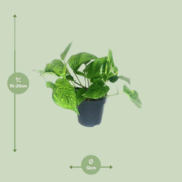 Efeutute Scindapsus Pictus Trebie – Zimmerpflanze im Ø12 cm Topf – ca. 20 cm hoch – Herzförmige Blätter mit silbernen Mustern – Pflegeleicht & luftreinigend – Plant