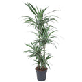 Drachenbaum Zimmerpflanze Ø24cm ↕150cm – pflegeleichte Grünpflanze für Wohnzimmer, Büro & helle Standorte kaufen – Plant