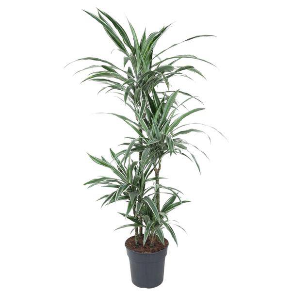 Drachenbaum Zimmerpflanze Ø24cm ↕150cm – pflegeleichte Grünpflanze für Wohnzimmer, Büro & helle Standorte kaufen – Plant