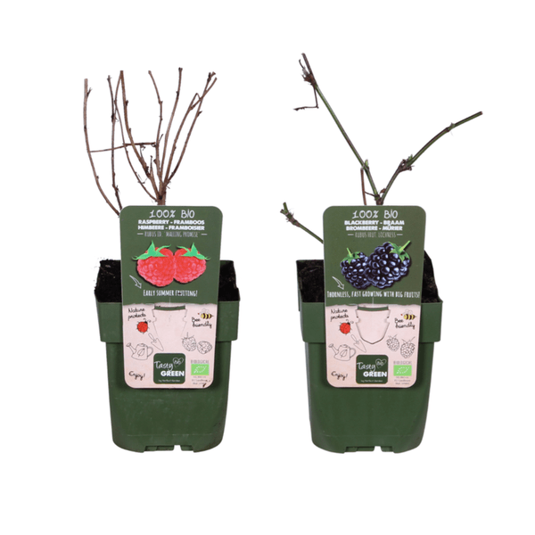 Bio Beeren-Mix – Himbeere 'Malling Promise' + Brombeere 'Loch Ness'– Robuste & ertragreiche Bio-Pflanzen – Für Garten, Balkon & Terrasse – Plant