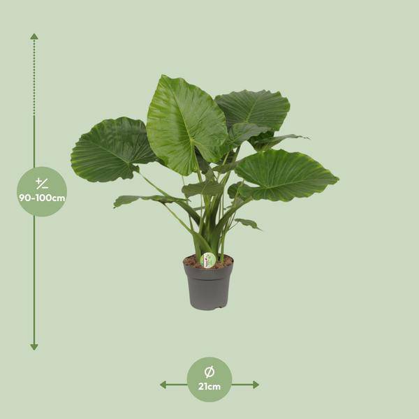 Elefantenohr – Alocasia gageana 'California' – tropische Zimmerpflanze – Ø21cm – ↕80cm – exotische Großpflanze mit dekorativen Blättern – Plant