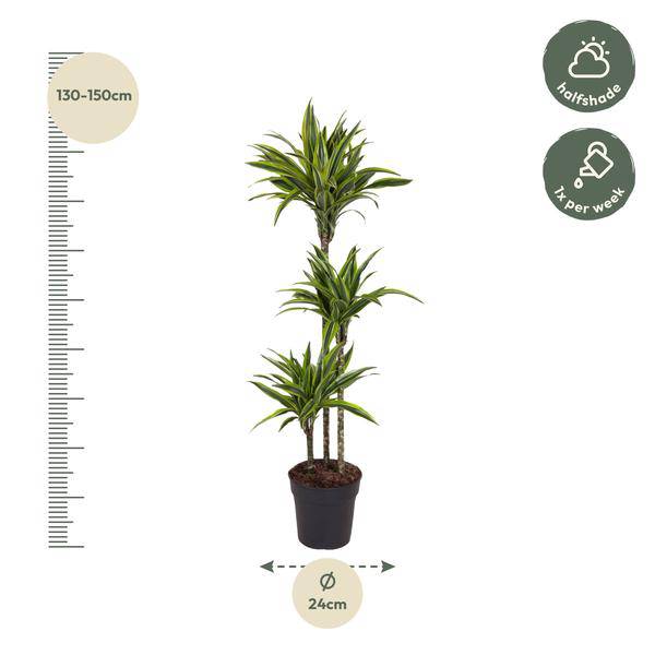 Drachenbaum Zimmerpflanze Ø24cm ↕140cm – pflegeleichte Grünpflanze für Wohnzimmer, Büro & helle Standorte kaufen – Plant