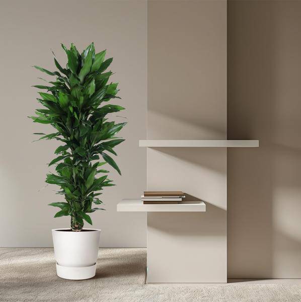 Drachenbaum Zimmerpflanze Ø31cm ↕130cm – pflegeleichte Grünpflanze für Wohnzimmer, Büro & helle Standorte kaufen – Plant