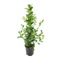 Chinesische Feige – Ficus microcarpa Moclame – ca. 95-105cm hoch – Ø21cm – Zimmerpflanze – Plant