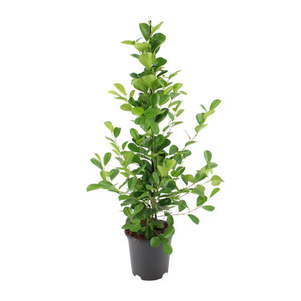 Chinesische Feige – Ficus microcarpa Moclame – ca. 95-105cm hoch – Ø21cm – Zimmerpflanze – Plant