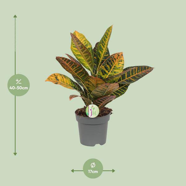 Wunderstrauch Codiaeum 'Petra' – Croton – Ø17cm x H45cm – Bunt gemusterte Zimmerpflanze – Tropisches Laub in Rot, Gelb & Grün – Für Halbschatten – Plant