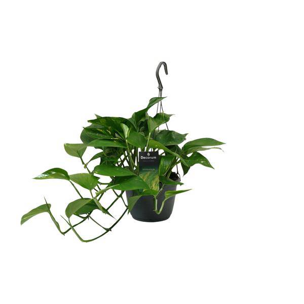 Efeutute Scindapsus Epipremnum – Ø15cm – ↕45cm – Pflegeleichte Rankpflanze & luftreinigende Zimmerpflanze – Plant