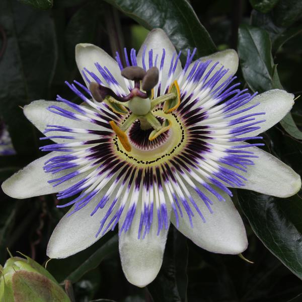 Passionsblume Blau – Passiflora caerulea – Ø15cm – ca. 65cm hoch – Winterharte Kletterpflanze mit exotischen Blüten – Für Pergola, Zaun & Rankgitter – Plant
