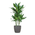 Dracaena Janet Lind 95cm – Drachenbaum Zimmerpflanze Ø21cm – pflegeleichte grüne Pflanze mit Viber Topf Grau – Plant