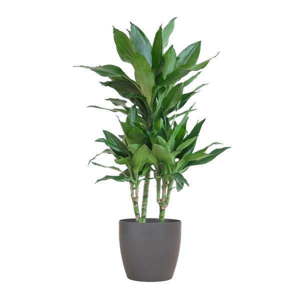 Dracaena Janet Lind 95cm – Drachenbaum Zimmerpflanze Ø21cm – pflegeleichte grüne Pflanze mit Viber Topf Grau – Plant