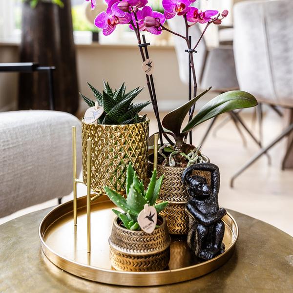 Pflanzenset Hotel Chic – Flieder – Phalaenopsis Orchidee & Sukkulenten – Inklusive Diamond – & Groove – Keramiktöpfe – Elegantes Zimmerpflanzen – Plant