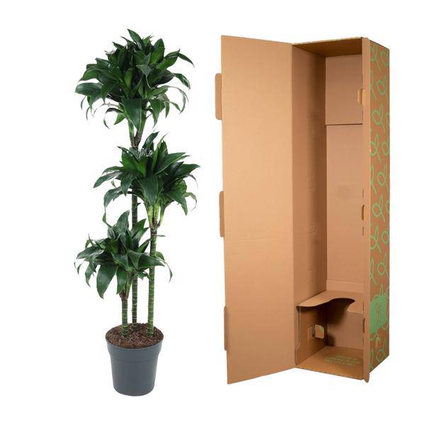 Drachenbaum – Dracaena Tatuade 140cm – Ø24cm – Zimmerpflanze mit grün – weißen Blättern – Plant