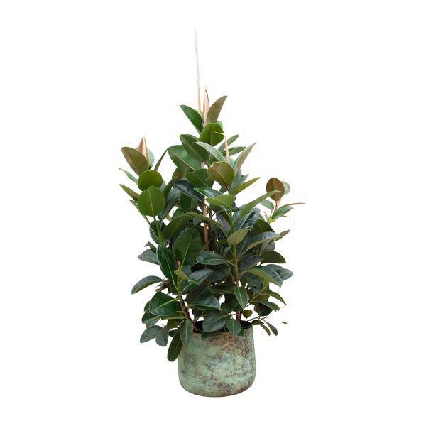 Gummibaum – Ficus Robusta – Zimmerpflanze 150cm – Ø38cm – XXL – Pflanze mit großen dunkelgrünen Blättern – Kübelpflanze für Wohnzimmer & Büro – Plant