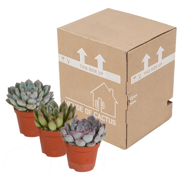 Steinrose Echeveria Mix – 3 Pflanzen Ø8,5cm – Farbenfrohe Sukkulenten – Zimmerpflanzen – Pflegeleicht & dekorativ – Direkt vom Erzeuger – Plant