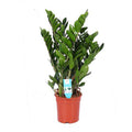 Glücksfeder Zamioculcas Zamiifolia Zimmerpflanze Ø21cm ↕95cm – pflegeleichte Grünpflanze für Wohnzimmer, Büro & helle Standorte kaufen – Plant