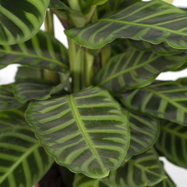 Calathea Zebrina – Pfauenpflanze – Zimmerpflanze – Ø19cm x ↕80cm – Tropische Blattpflanze mit Zebramuster – Luftreinigend & pflegeleicht – Plant