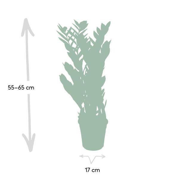 Glücksfeder Zamioculcas Zamiifolia Zimmerpflanze Ø17cm ↕70cm – pflegeleichte Grünpflanze für Wohnzimmer, Büro & helle Standorte kaufen – Plant