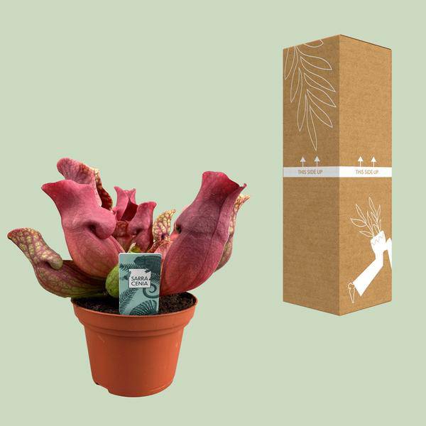 Fleischfressende Pflanze Sarracenia Maroon – Schlauchpflanze – Ø12cm – ↕23cm – Exotische Zimmerpflanze mit auffälligen Kannen – Pflegeleicht & luftreinigend – Für Innen & geschützte Außenbereiche – Plant