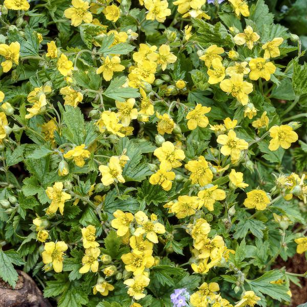 Waldsteinie – Waldsteinia ternata – ↕10-25cm – Ø9cm – 60 Pflanzen – Robuste Bodendeckerpflanze mit gelben Blüten – Sonnig & Halbschattig – Plant