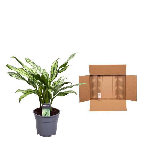 Aglaonema Juliette – Kolbenfaden – Zimmerpflanze – Tropische Blattschmuckpflanze – Pflegeleicht – Exotische Dekopflanze – ↕40cm – Ø12cm