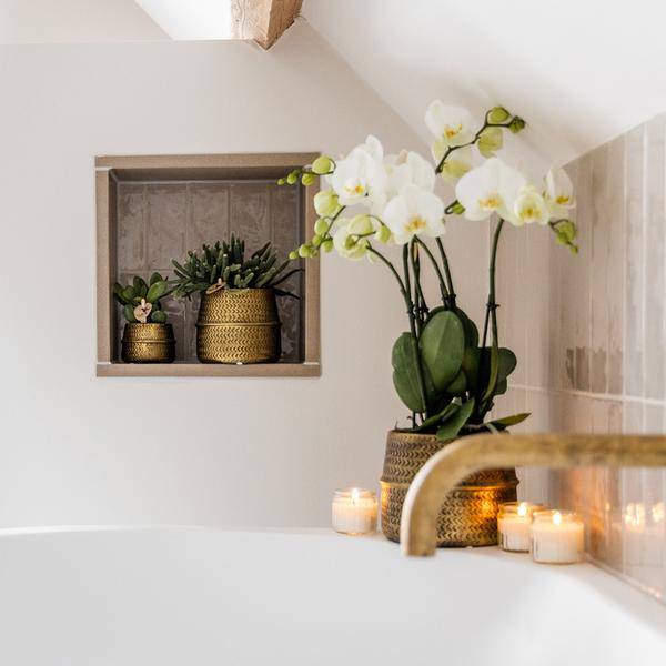 Weiße Phalaenopsis Orchidee Juwel Gent Zimmerpflanze Ø12cm ↕40cm – blühende Orchidee für Wohnzimmer, Büro & helle Standorte kaufen – Plant
