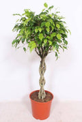 Ficus Exotica Zimmerpflanze Ø30cm ↕120cm – pflegeleichte Grünpflanze für Wohnzimmer, Büro & helle Standorte kaufen – Plant