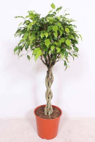 Ficus Exotica Zimmerpflanze Ø30cm ↕120cm – pflegeleichte Grünpflanze für Wohnzimmer, Büro & helle Standorte kaufen – Plant
