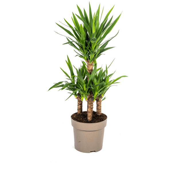 Yucca Elephantipes Zimmerpflanze Ø30cm ↕100cm – pflegeleichte Grünpflanze für Wohnzimmer, Büro & helle Standorte kaufen – Plant