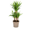 Yucca Elephantipes Zimmerpflanze Ø30cm ↕100cm – pflegeleichte Grünpflanze für Wohnzimmer, Büro & helle Standorte kaufen – Plant