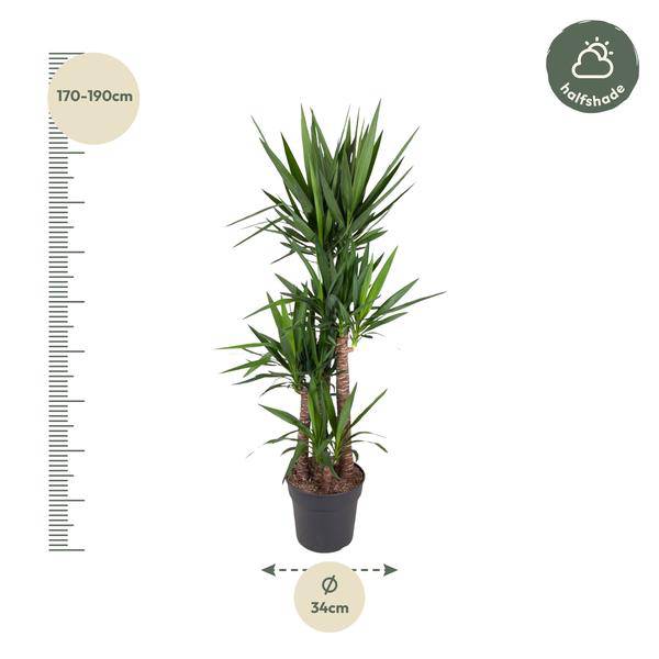 Riesen – Palmlilie – Yucca Elephantipes – Zimmerpflanze – Ø34cm – ↕180cm – Pflegeleicht & Robust – Für Innen & Außen – Plant