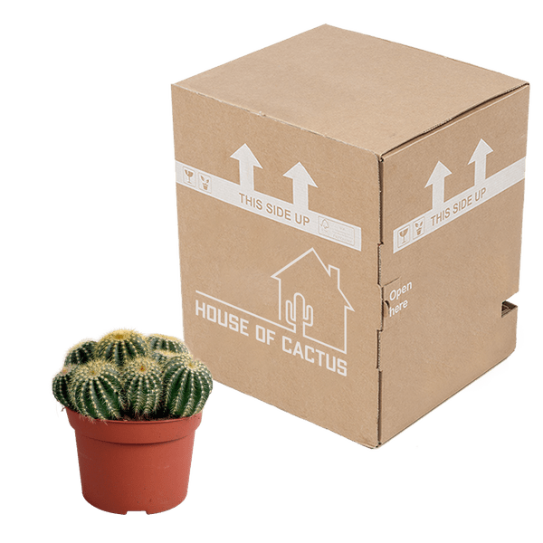 Kaktus – Eriocactus warasii – Ø12cm – Zimmerpflanze & Sukkulente – Kugelkaktus mit feinen gelben Stacheln – Pflegeleicht & dekorativ – Plant