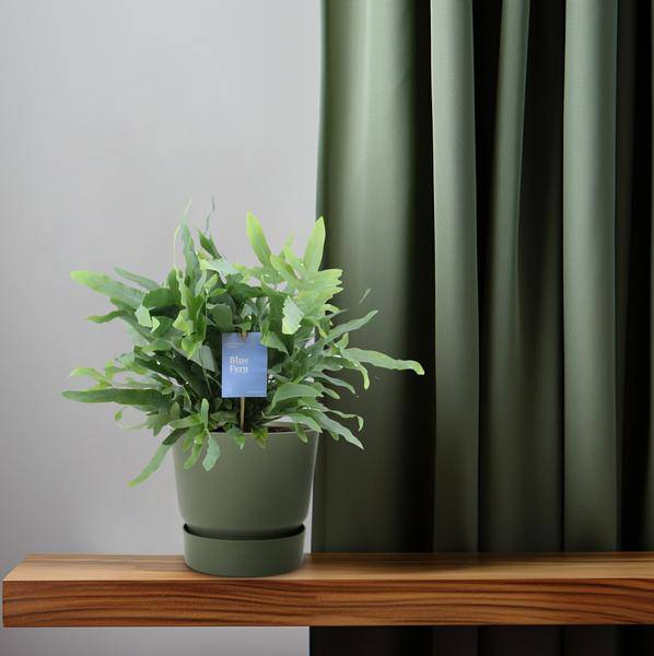 Blaufarn Phlebodium Blauer Farn Zimmerpflanze Ø14cm ↕40cm – pflegeleichte Grünpflanze für Wohnzimmer, Büro & helle Standorte kaufen – Plant