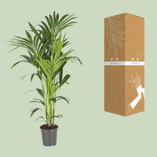Kentiapalme Howea Forsteriana – Ø21cm – ↕130cm – Pflegeleichte Zimmerpalme mit luftreinigend – Plant