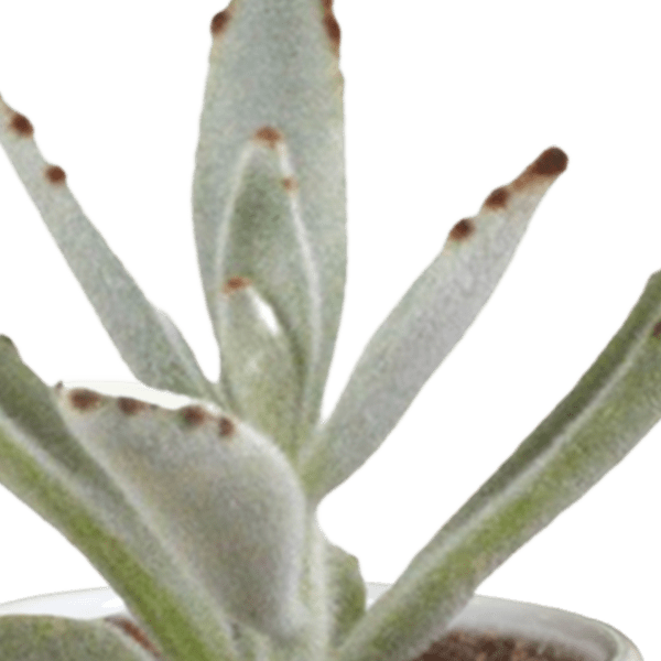 Sukkulenten & Kakteen Mix – 15 Pflanzen Ø5,5cm Zimmerpflanzen im weißen Glas – Verschiedene Mini – Sukkulenten & Kakteen – Plant
