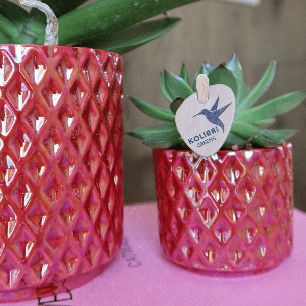 Phalaenopsis Orchidee ‘Congo’ Rot – Zimmerpflanze mit 2-3 Blütenstielen – Im Diamond Pearl Ziertopf Rot Ø9cm – Multiflora – Plant