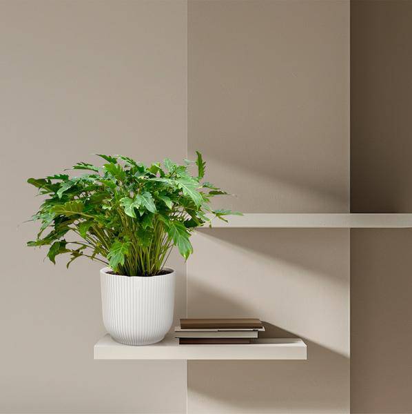 Philodendron Xanadu – Baumfreund – ca. 80cm hoch – Ø27cm – Tropische Zimmerpflanze mit dekorativen Blättern – Plant