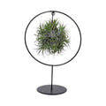 Luftpflanze Tillandsia Ring Mix Zimmerpflanze Ø17cm ↕30cm – pflegeleichte Grünpflanze für Wohnzimmer, Büro & helle Standorte kaufen – Plant