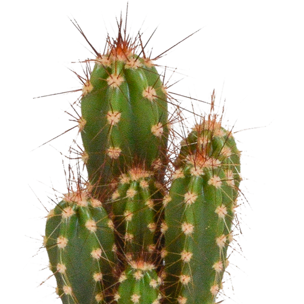 Kakteen und Sukkulenten Mix – 15 Pflanzen – Ø5,5cm Zimmerpflanzen – Verschiedene Arten wie Cereus, Echeveria, Haworthia & Crassula – Plant